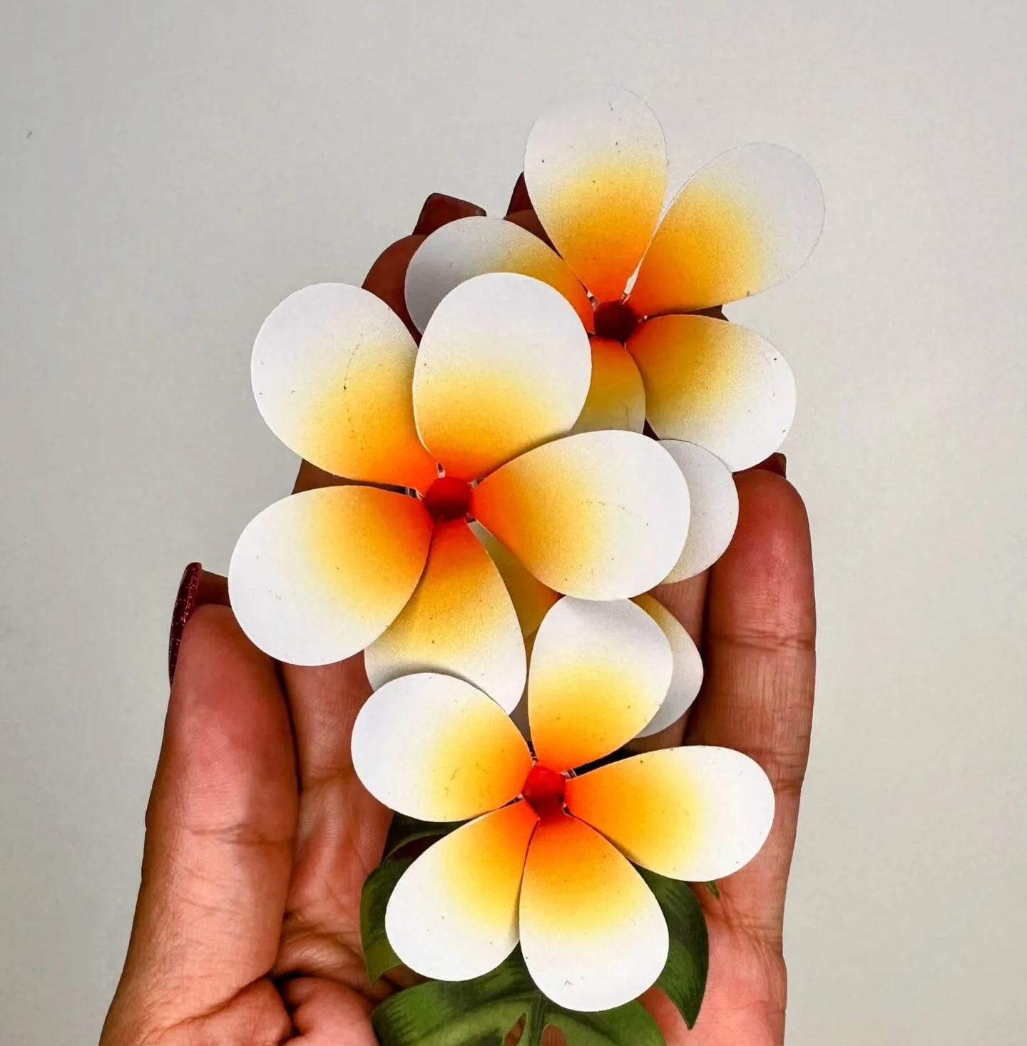 11 - Pluméria Arquivo de Corte Flor Pluméria - Imagem 1
