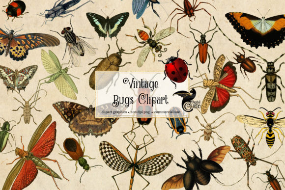 Vintage-Bugs-Clipart-3642903 Kit Digital Insetos Clipart - Imagem 1